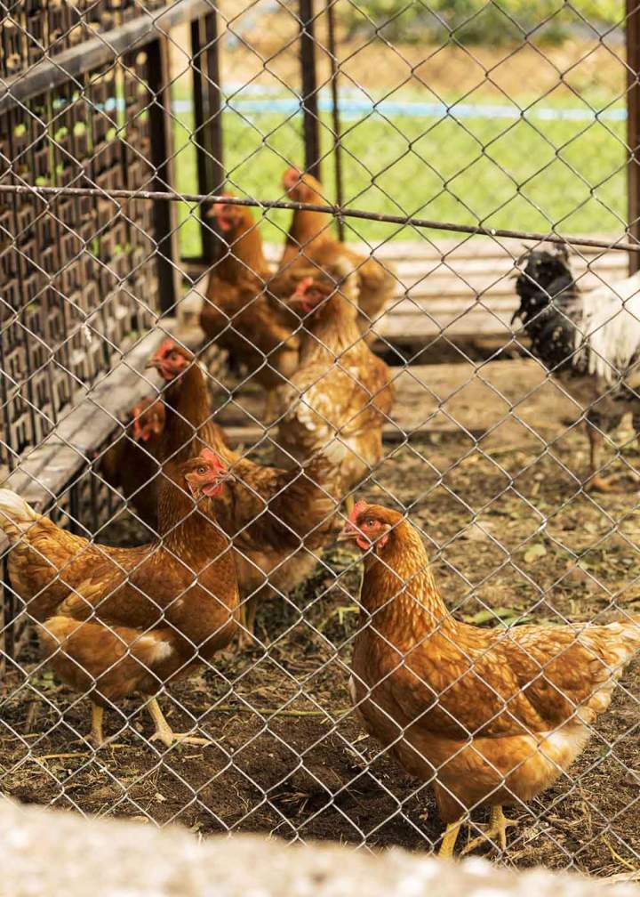 Elevage de poules Charly-sur-Marne