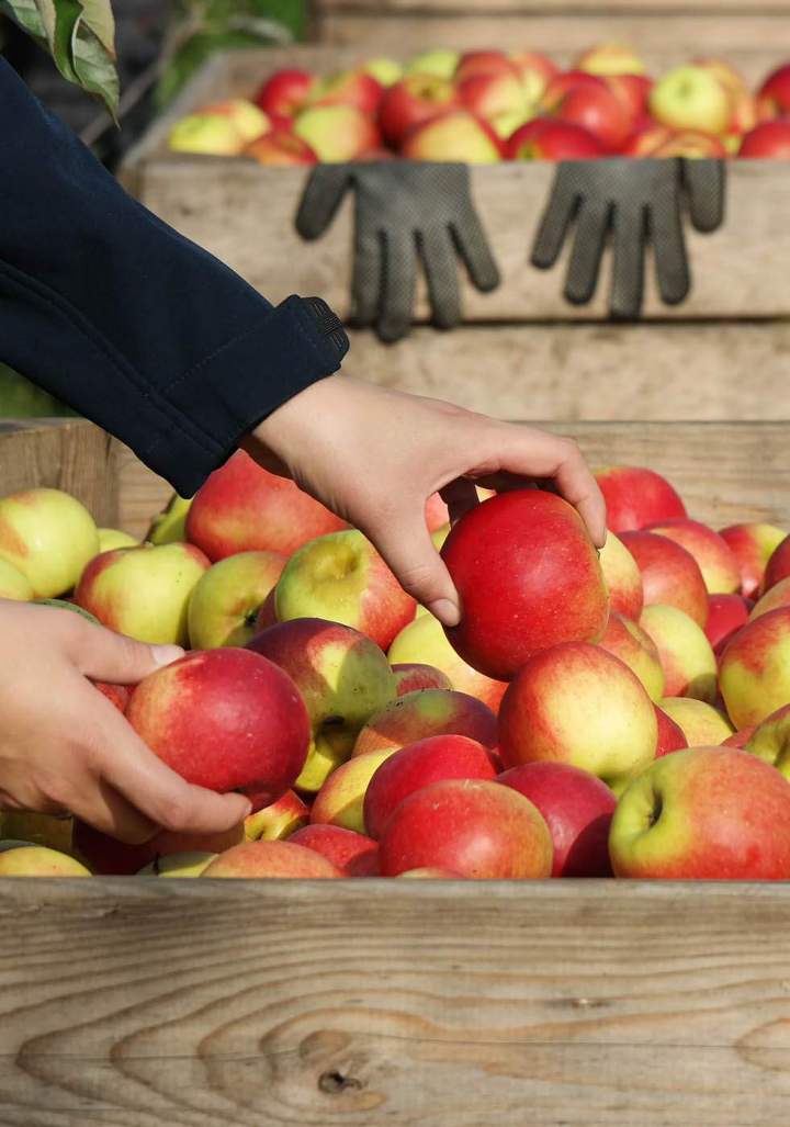 Vente de fruits Charly-sur-Marne