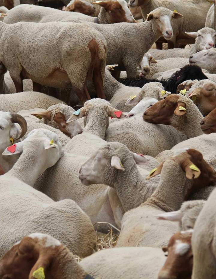 Vente de moutons Aïd Charly-sur-Marne
