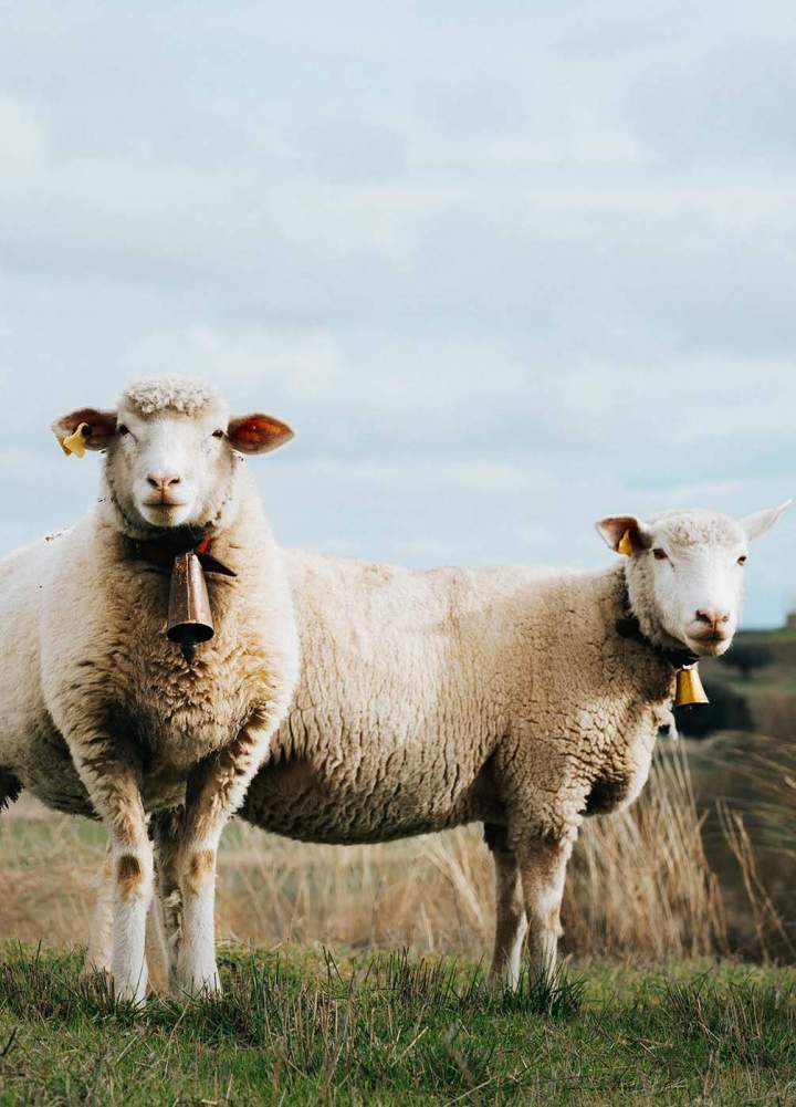 Elevage de moutons Charly-sur-Marne