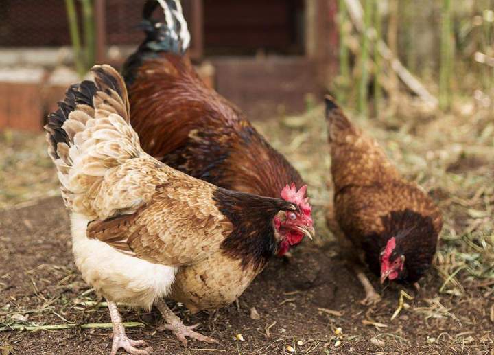 Nos poules de race élevées avec soin en plein air