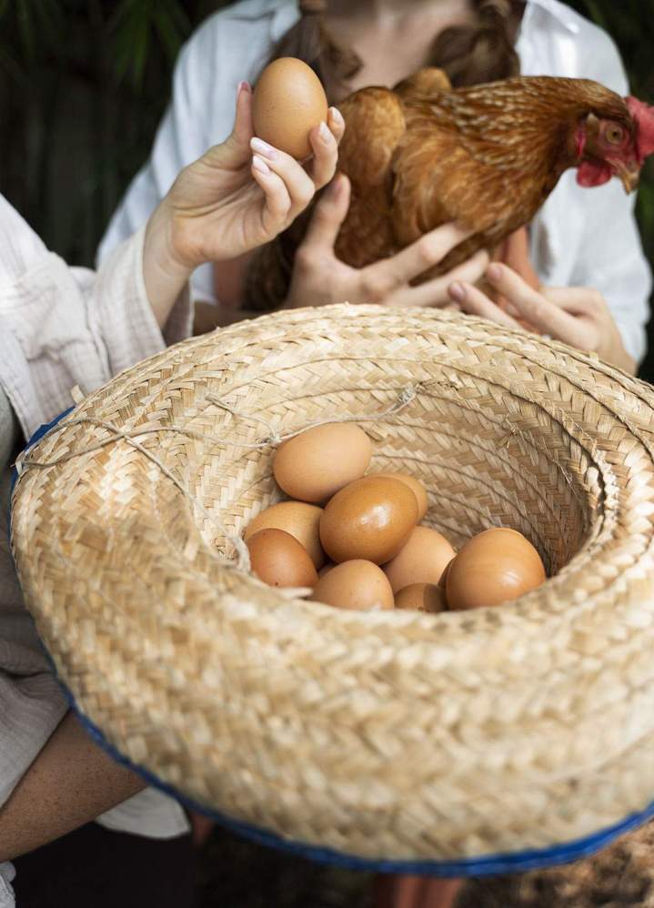 Vente d'œufs frais Charly-sur-Marne